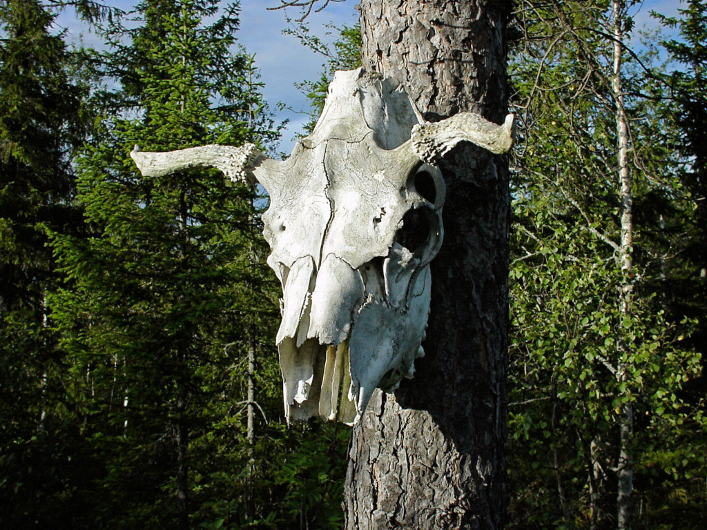 cow skull in tree